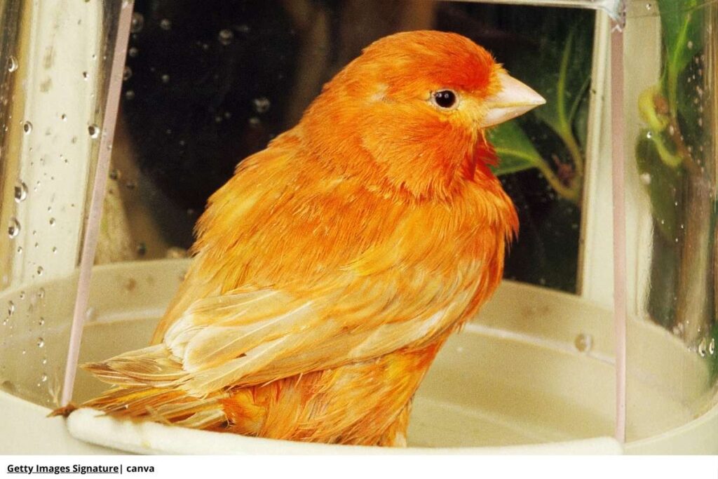 Imagen de un canario bañado