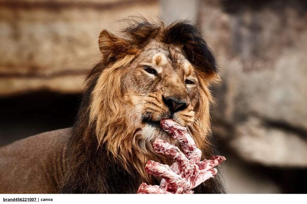alimentación carnívoros zoológico
