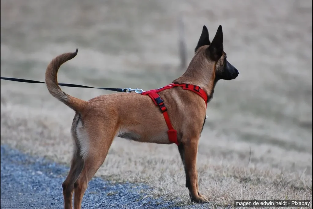Tipos de arnés y para qué tipo de perro funcionan mejor