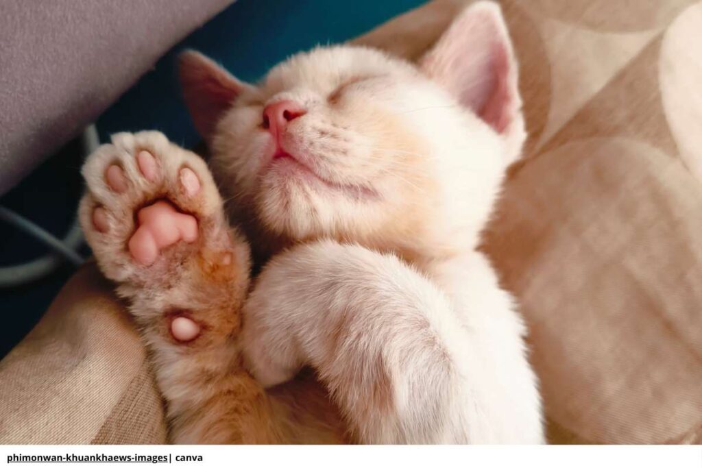 Imagen de un gato durmiendo boca arriba
