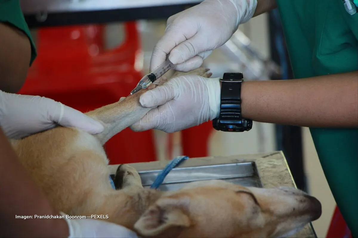giardiasis en perros giardiasis en perros