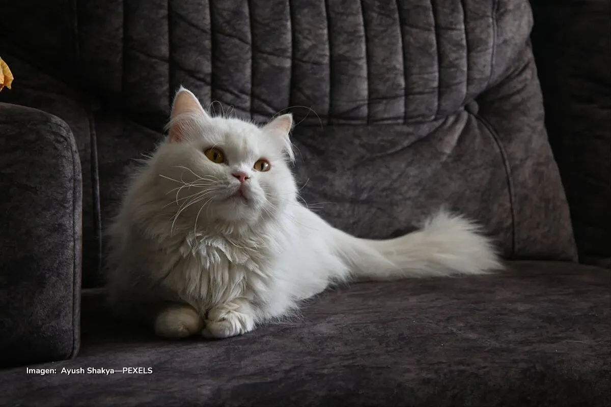 gato persa