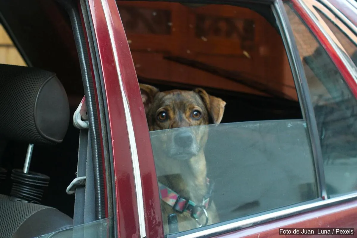 Cómo preparar una maleta de viaje para tu mascota