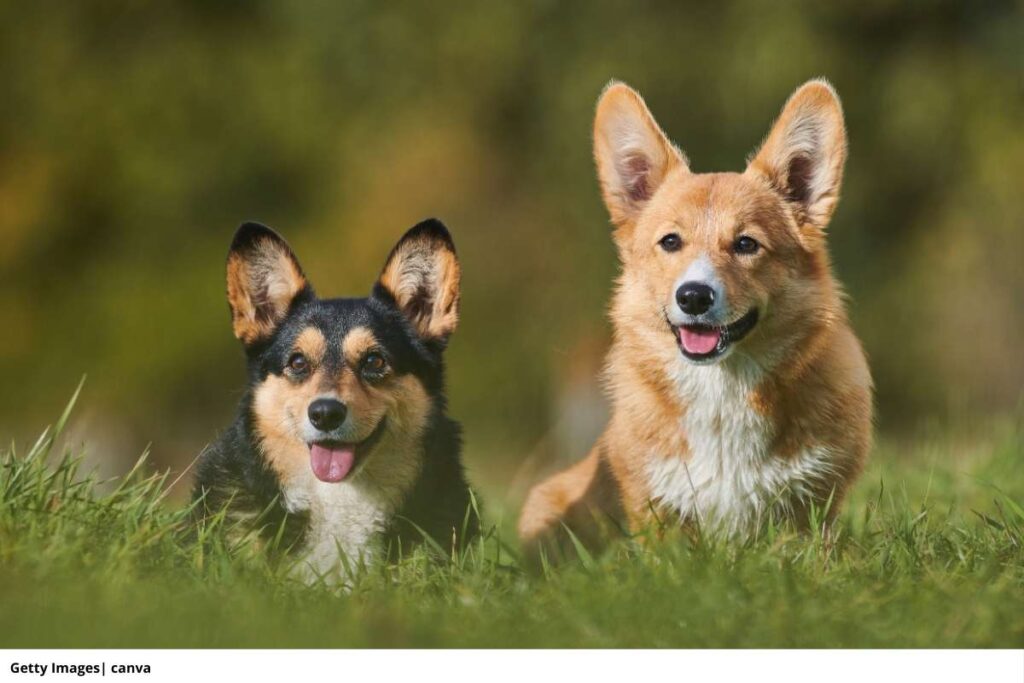Imagen de varios corgis jugando en un jardín.
