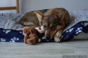 Cómo elegir la cama perfecta para tu mascota (según tamaño y edad)