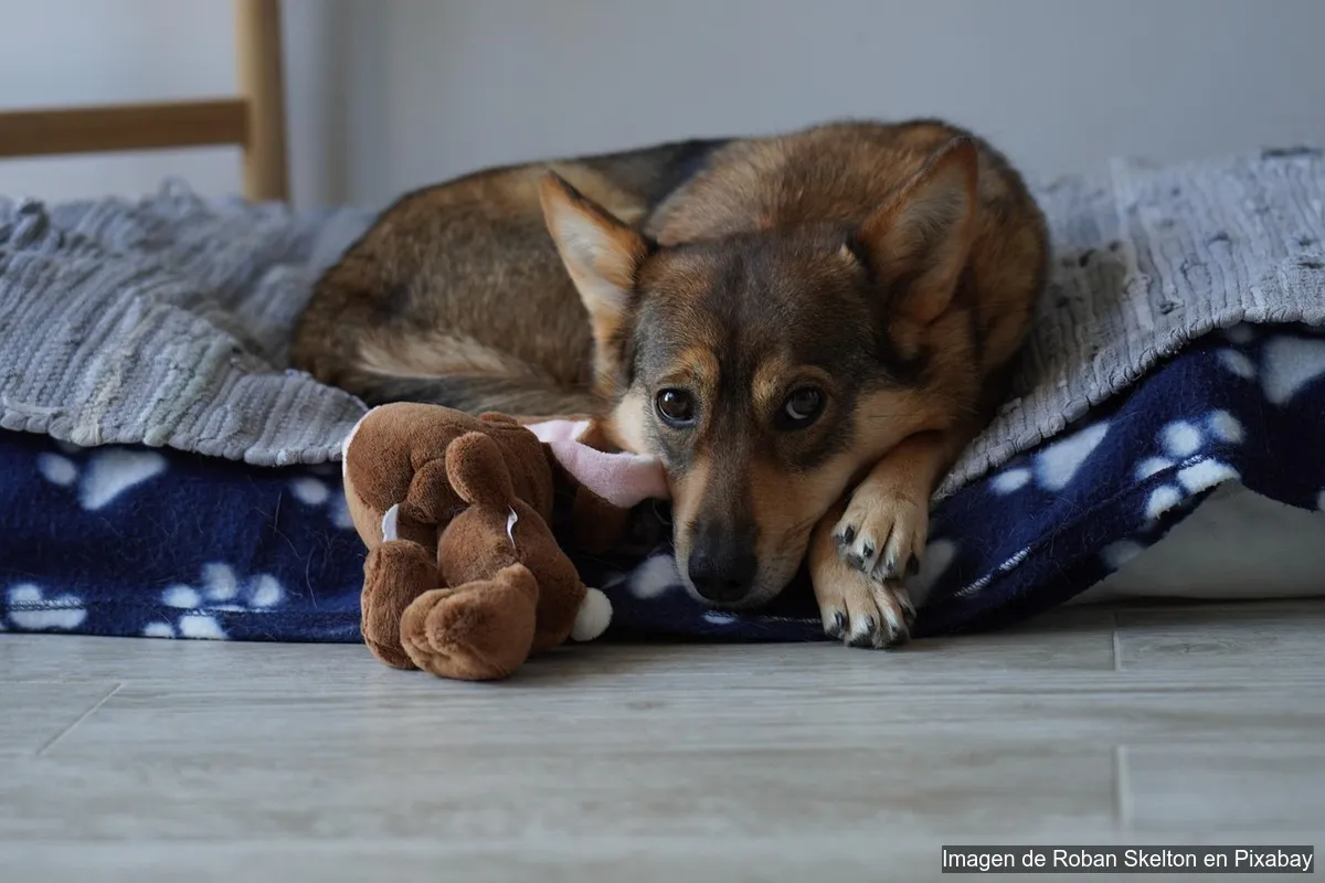 Cómo elegir la cama perfecta para tu mascota (según tamaño y edad)