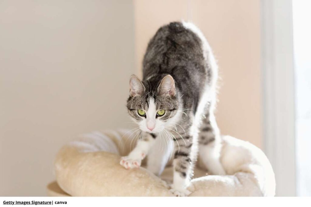 Imagen de un gato amasando