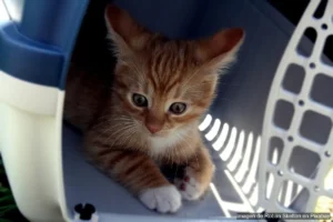 Los mejores transportines para viajar con tu mascota (según medio de transporte)
