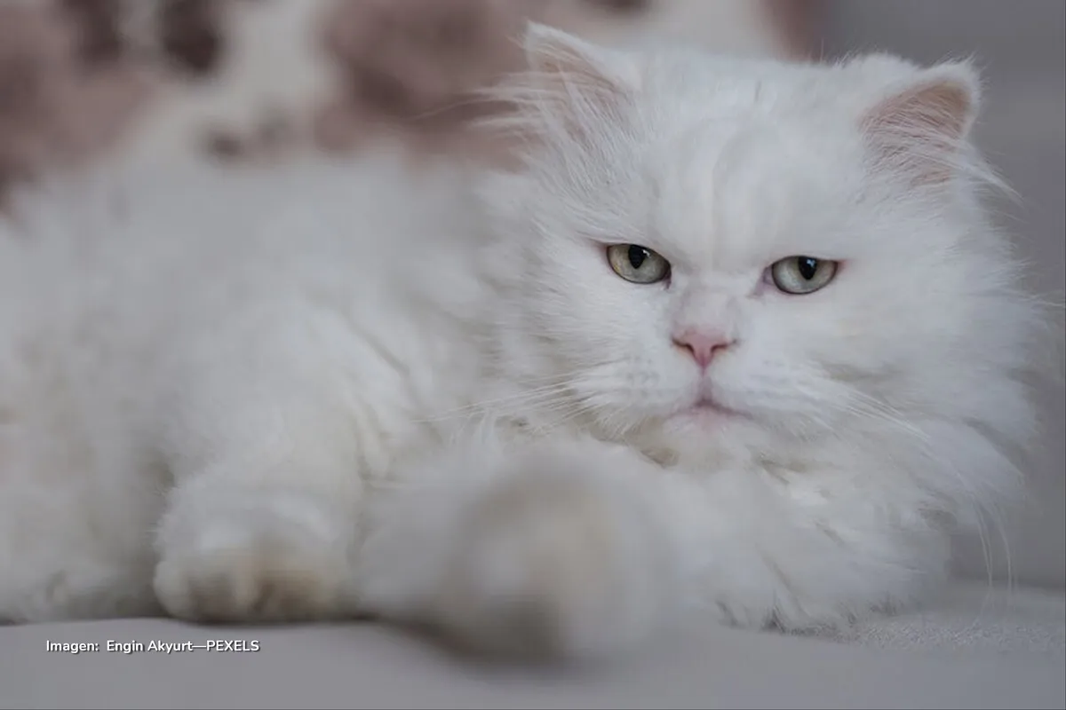 gato persa