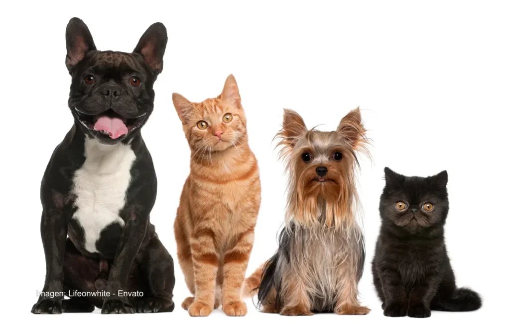 Por qué es importante vacunar a tu mascota