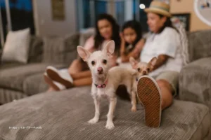 Mascotas protegidas por ley en Colombia