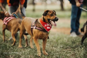 Perro café con arnés y pañuelo rojo que dice “Adóptame” durante una jornada de adopción al aire libre.