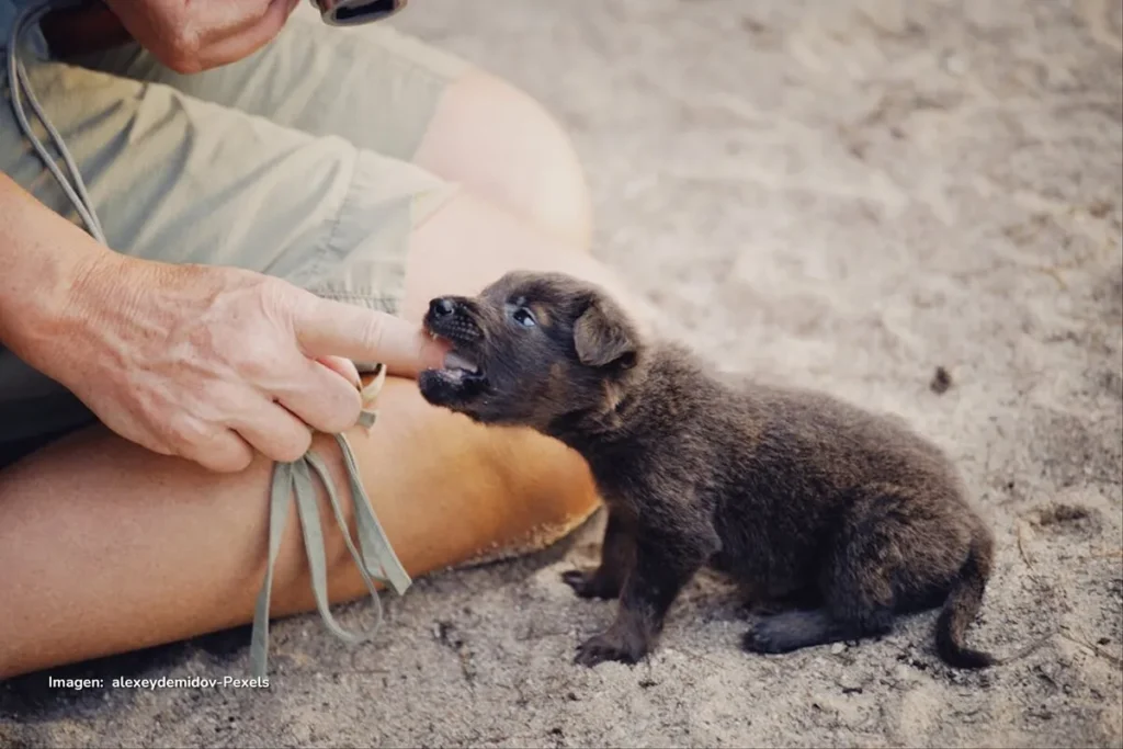 Cachorro muy pequeño de pelaje oscuro muerde suavemente el dedo de una persona mientras está sentado sobre arena