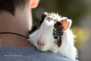 Cobaya blanca y negra acurrucada sobre el hombro de una persona, iluminada por luz natural. roedores como mascotas