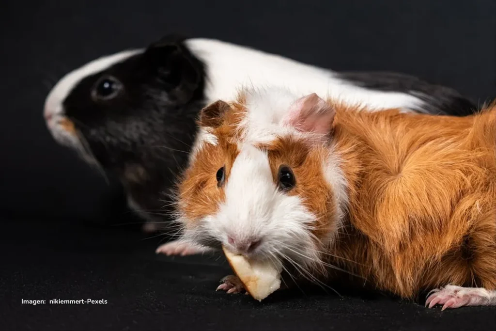 Dos cobayas, una blanca y negra y otra marrón y blanca, aparecen sobre un fondo oscuro; una de ellas come un trozo de fruta.