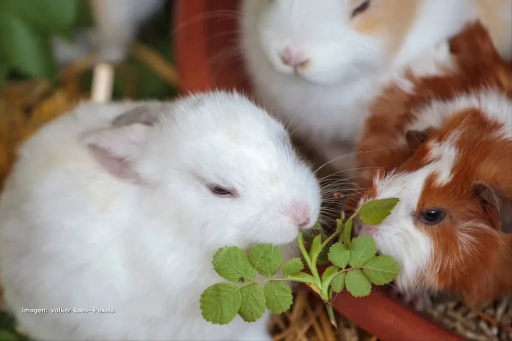 Grupo de conejos y una cobaya comen hojas verdes dentro de un pequeño espacio con paja