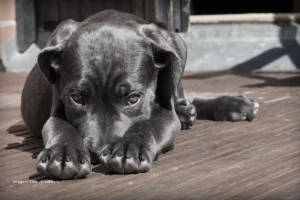 Perro negro recostado en el piso de madera con la cabeza entre sus patas y mirada melancólica. castigo al perro por orinar