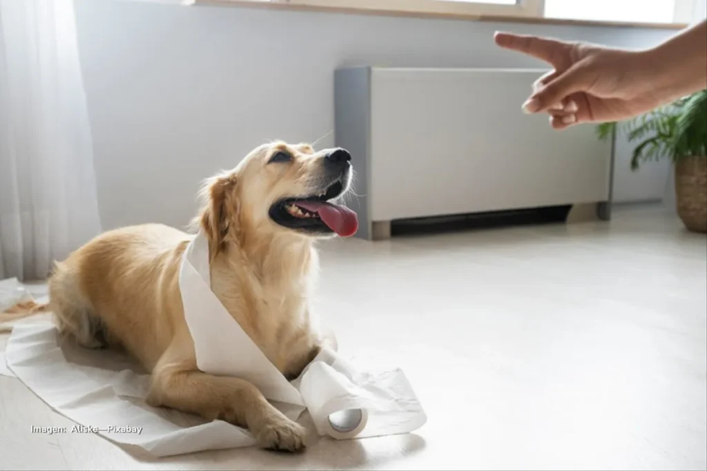 Perro dorado recostado en el suelo con papel higiénico alrededor mientras una mano le señala en tono de regaño.