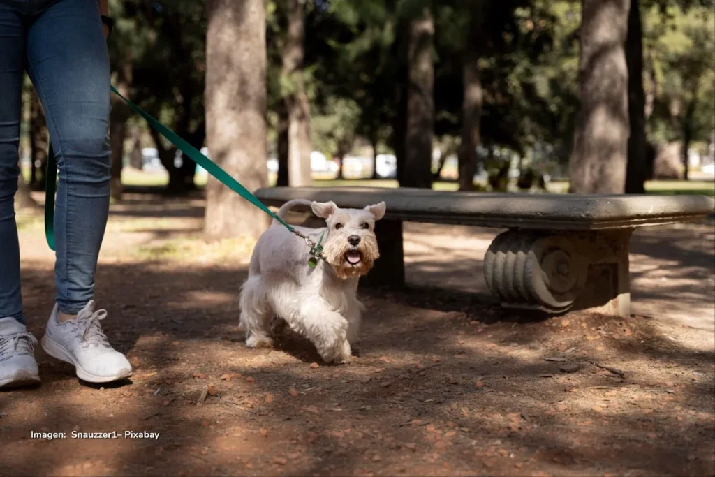 Perro schnauzer blanco camina con energía sujeto por una correa verde mientras es llevado por una persona en un parque arbolado.