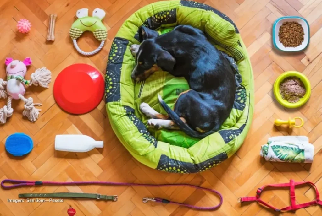 Perro negro acostado en una cama verde, rodeado de juguetes, plato de comida, correa, arnés y otros accesorios.