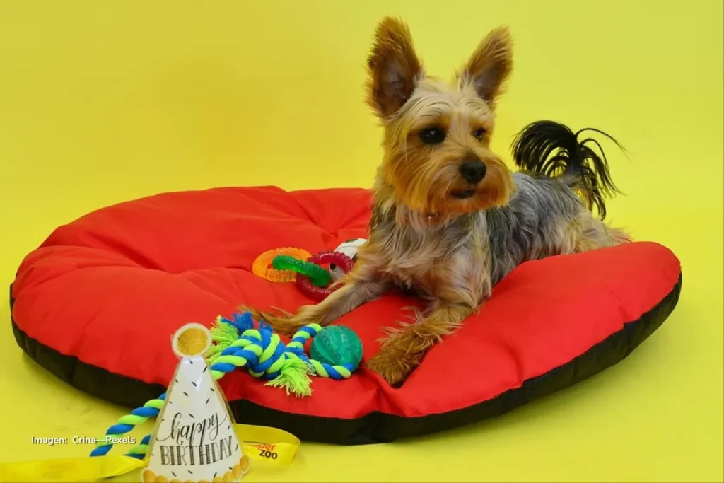 Perro pequeño recostado en una cama roja rodeado de juguetes y un gorro de cumpleaños sobre fondo amarillo.