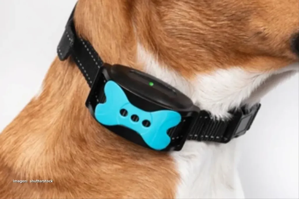Primer plano del collar inteligente de un perro con un dispositivo tecnológico color azul.