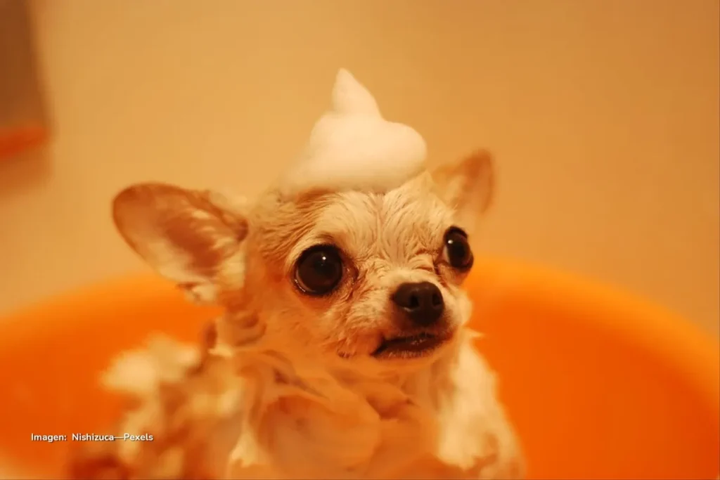 Pequeño chihuahua con espuma en la cabeza durante un baño, dentro de un recipiente naranja