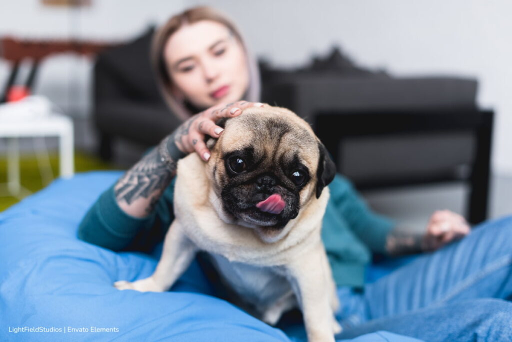 estrés en las mascotas, ansiedad en gatos, ansiedad en perros, estrés y ansiedad en gatos, Más Mascotas