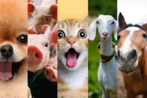 animales domesticados más inteligentes