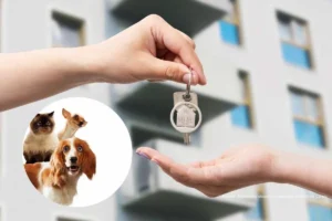 alquilar con mascota