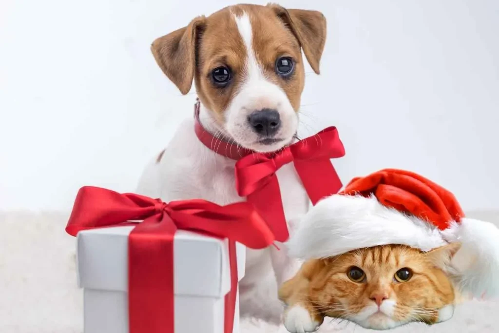 Regalar mascotas
