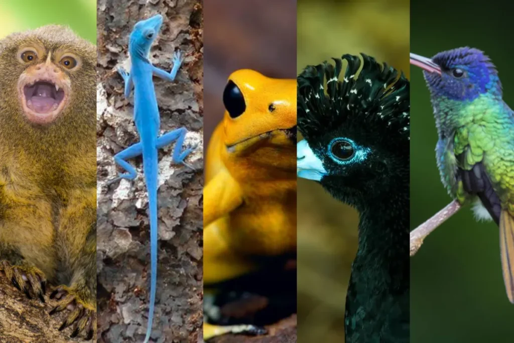 especies endémicas Colombia