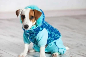 Humanización de mascotas