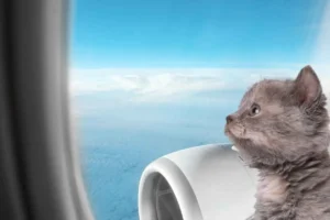 Transporte de mascotas en vuelos