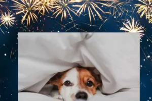 Proteger a las mascotas de la pólvora