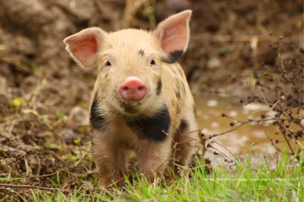 Cerdito manchado caminando sobre tierra húmeda junto a un charco, rodeado de vegetación.