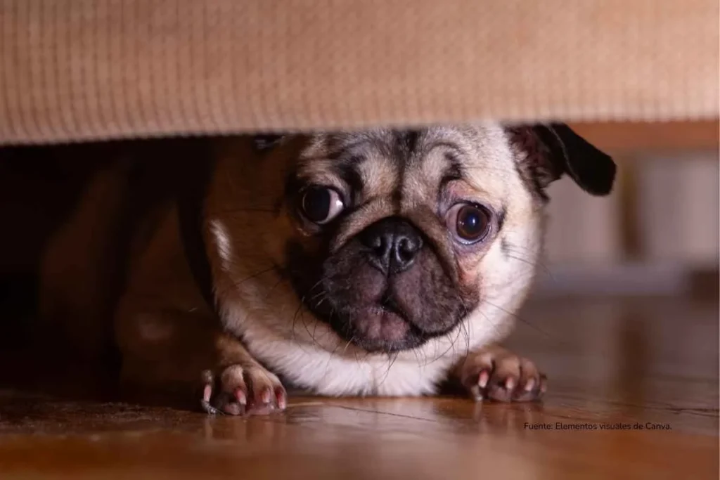 perro debajo de una superficie asustado