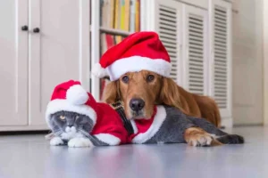 pet proofing navideño
