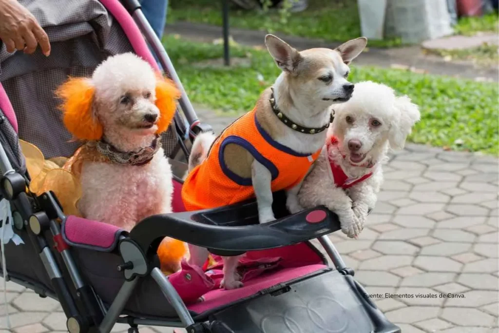 Tres perros en un coche 