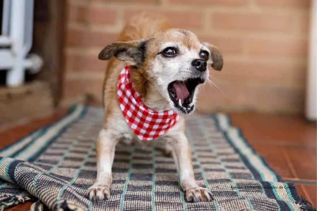 perro pequeño ladrando