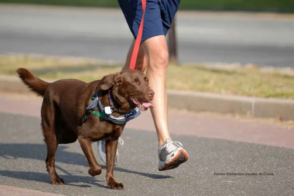 imagen en primer plano persona caminando con un perro