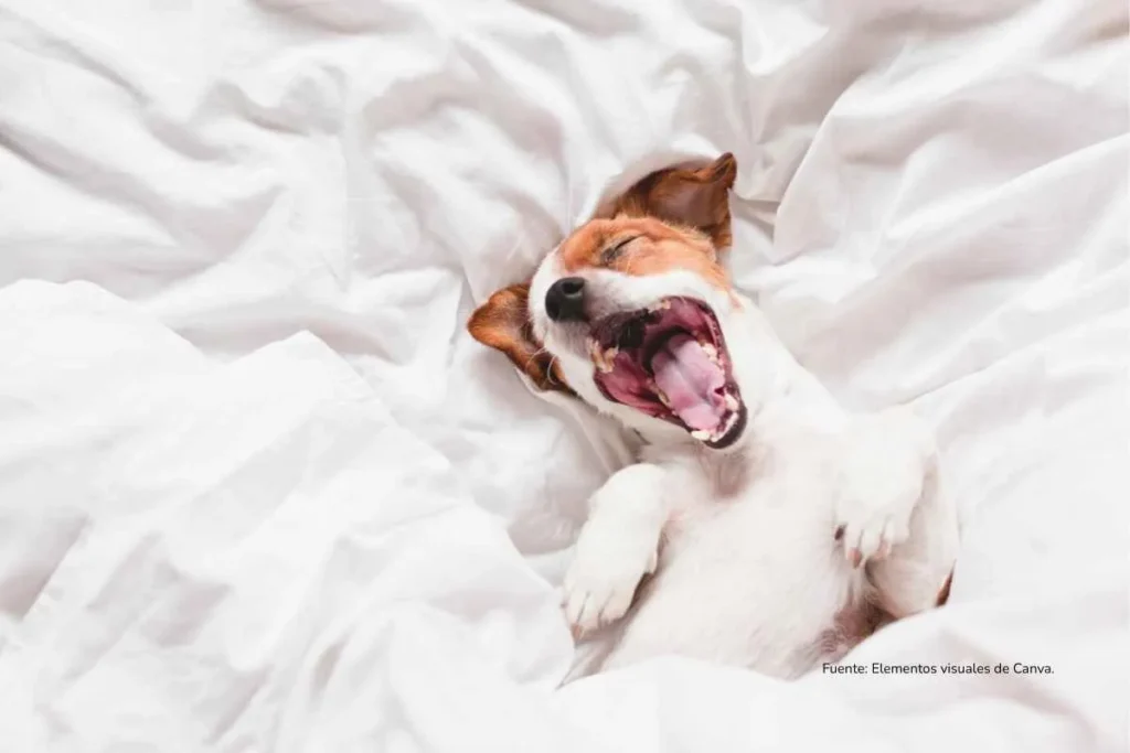 perro con la boca abierta en una cama