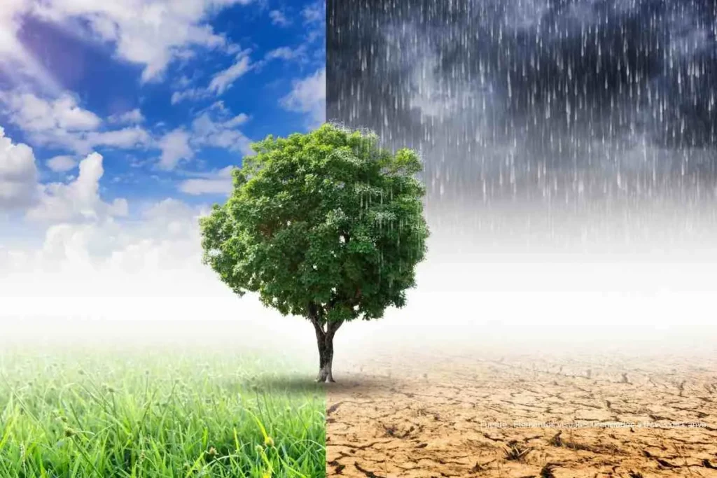 Árbol en medio de paisajes uno verde y otro deforestado