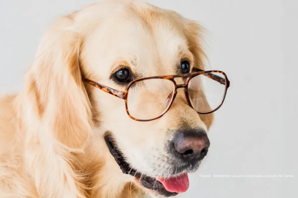 Perro de pelaje dorado usando gafas, posando con expresión simpática sobre fondo claro.