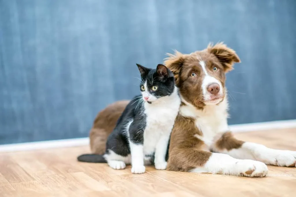 Gato y perro juntos