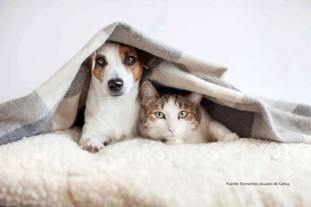 perro y gato bajo una manta mirando a la cámara