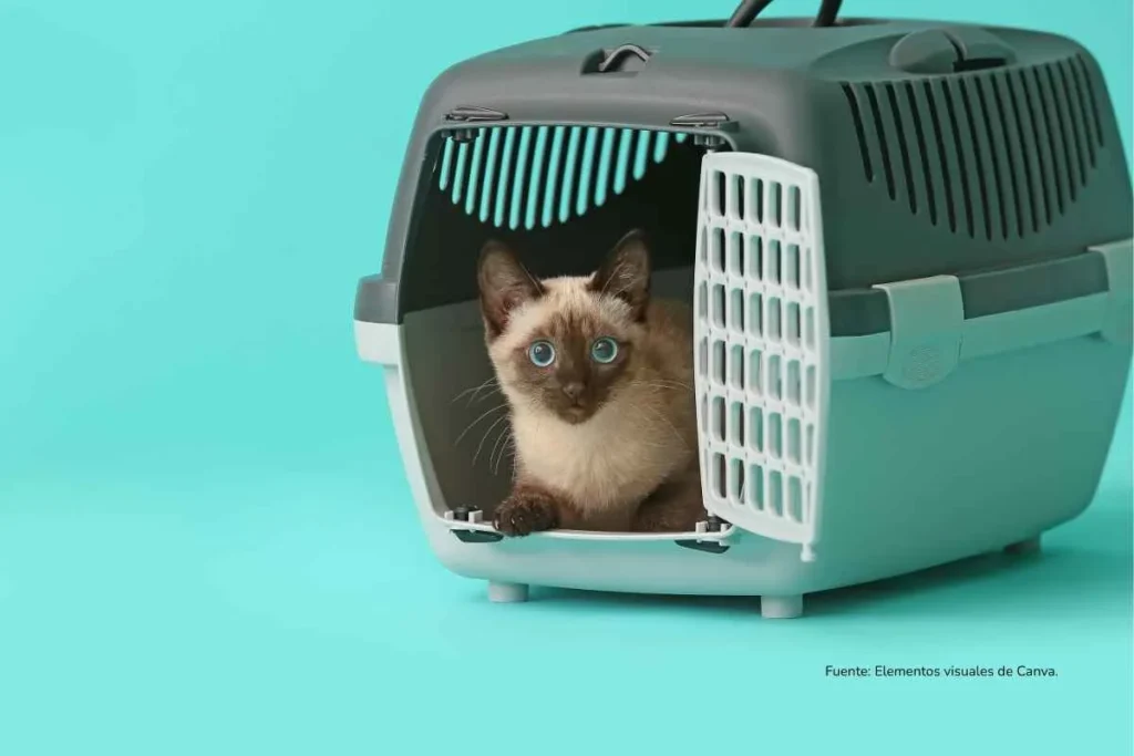 Gato en transporting
