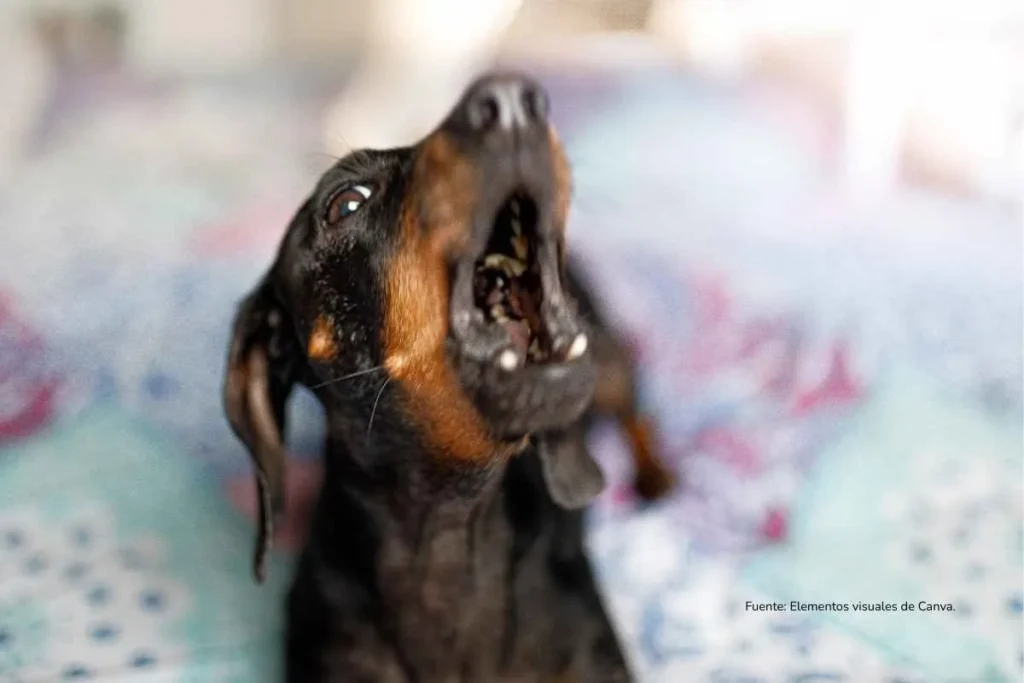 perro negro pequeño ladrando 