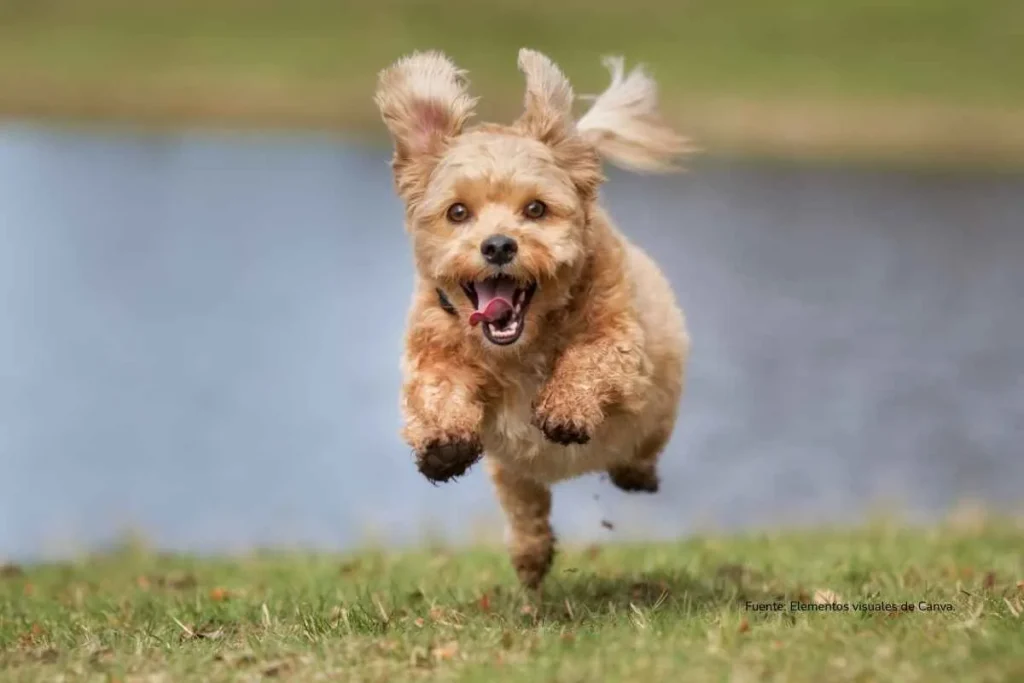 perro pequeño corriendo 