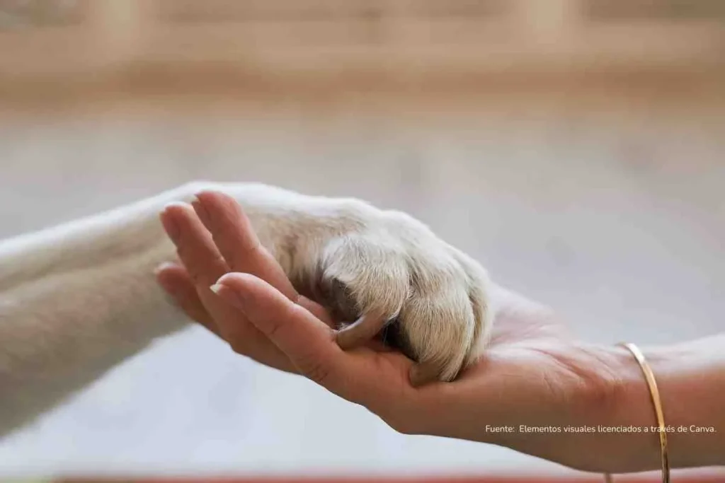 Mano sosteniendo a la de un perro en primer plano